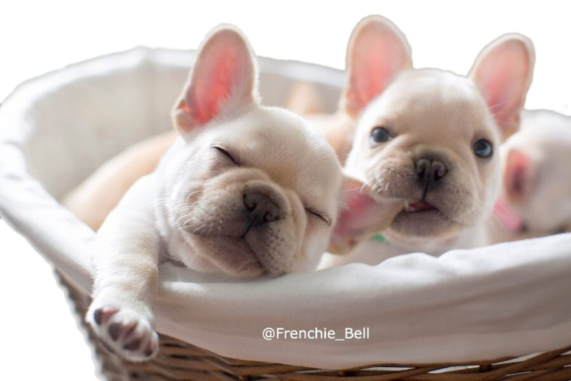 Bell's Beauties French Bulldogs – Where 